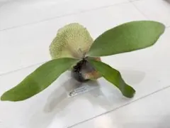 PomPom15様 リクエスト 5点 まとめ商品