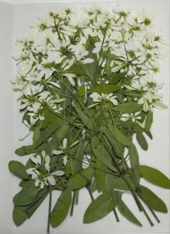 RAIRI 〜nirako〜様 リクエスト 2点 まとめ商品