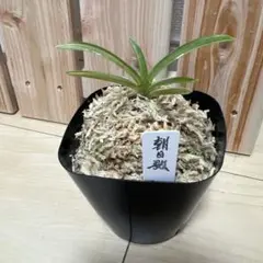 風蘭　富貴蘭　フウキラン　◉朝日殿◉ 鉢ごと　匿名配送のサムネイル