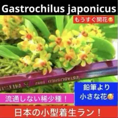 カシノキラン　山野草　セッコク　石斛　ガーデニング　洋蘭　洋ラン　観葉植物　着生のサムネイル