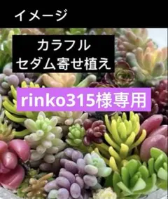 rinko315様専用カラフルセダム寄せ植えカット苗　トラディスカンティアオマケ