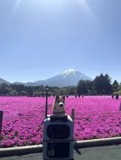 ニットトート　韓国系　手提げバッグ　かわいい　緑花柄　トートバッグ　小物入れ