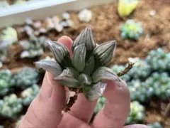 み*さ様 アトロフスカミュータント ④ ハオルチアのサムネイル