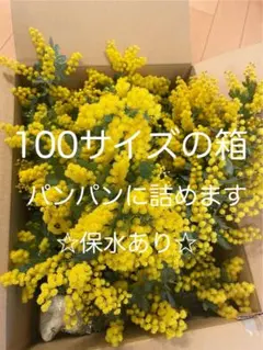 2026年最新】切り花 生花ミモザの人気アイテム - メルカリ