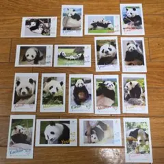 新品 アドベンチャーワールド ミニカード16枚 永明 良浜 雄浜 桃浜 結浜