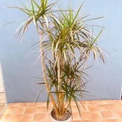 現品　ドラセナ　コンシンネ　トリカラー　29番　観葉植物　特大　インテリア　室内 現品 ドラセナ コンシンネ トリカラー 29番 観葉植物 特大 インテリア