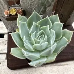 多肉植物 霜椿×シムランスラグナサンチェス【抜き苗】 - メルカリ