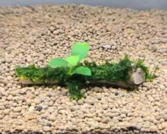 ナナプチ付き流木☆南米ウィローモス