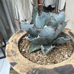 2026年最新】アガベ ブラックアンドブルーの人気アイテム - メルカリ