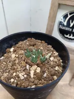 ナツオニイ様 リクエスト 2点 まとめ商品