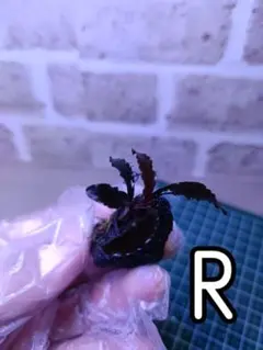 3株セット】ブセファランドラ sp.クダガン 溶岩石付 - メルカリ