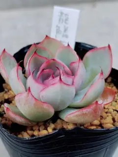 2026年最新】龍鱗蓮華の人気アイテム - メルカリ