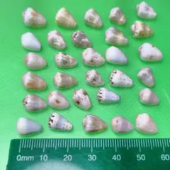 2026年最新】貝殻標本の人気アイテム - メルカリ