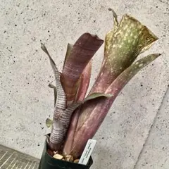 2026年最新】タンクブロメリの人気アイテム - メルカリ