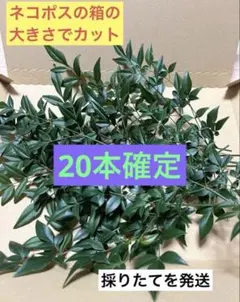 南天の葉 20本 無農薬栽培 採れたて発送
