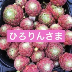 ひろりん様 リクエスト 6点 まとめ商品