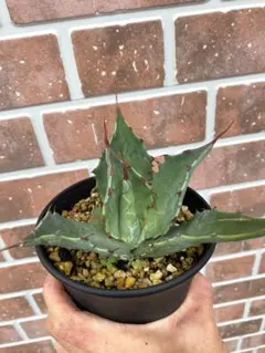 2025年最新】ワコマヒーの人気アイテム - メルカリ