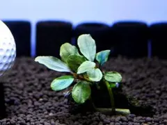 Jensen様専用出品『カプアスフル』溶岩石活着株＋ボルビディス１２株