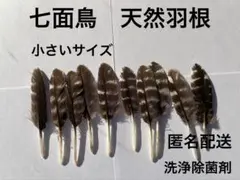七面鳥の天然羽根（フェザー）NO４　小サイズ　鳥の羽根