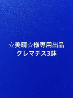 ☆美晴☆様専用出品　クレマチス3鉢