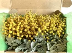 【特価品】ミモザドライフラワー