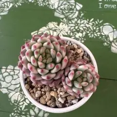 多肉植物　カット苗