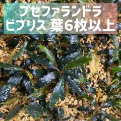 2026年最新】ブセファランドラ ビブリスの人気アイテム - メルカリ