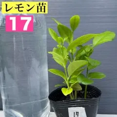 ピカピカ様 リクエスト 3点 まとめ商品