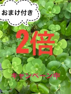 yellowMaririn様 リクエスト 2点 まとめ商品