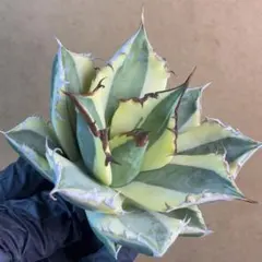 2026年最新】チタノタ錦 アガベの人気アイテム - メルカリ