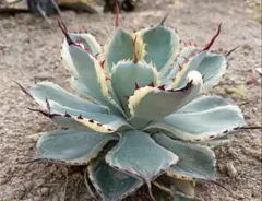 アガベ　吉翔冠錦　極上優秀株 　2株　チタノタ　抜き苗 アガベ 吉翔冠錦 極上優秀株 チタノタ 抜き苗 - メルカリ