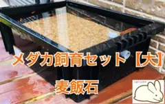 メダカのための飼育ケース 13個セット ブラック ホワイト - メルカリ