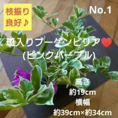 2025年最新】ブーゲンビリア 斑入りの人気アイテム - メルカリ