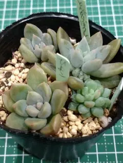 KSKS♡　月曜日発送予定様 リクエスト 2点 まとめ商品