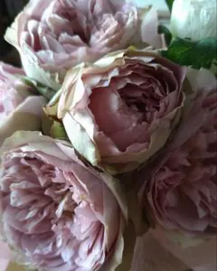 バラ苗 海外品種 入手困難品種 P!nk N' Pr€tt - メルカリ
