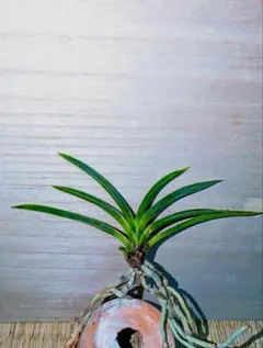 至宝の山採り品】富貴蘭 御来光（スーパーホワイト） - メルカリ