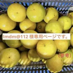 国産ベルガモットオレンジ果実香りが強い露地栽培 約1.3kg 送料込み 【A品】