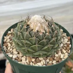 2025年最新】オブレゴニアの人気アイテム - メルカリ