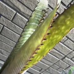 Billbergia Lavie en Rose 特大 - メルカリ