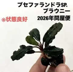 ◇特◇ブセファランドラSP.スリンブブラウン大株溶岩石 デナリー #ブセ