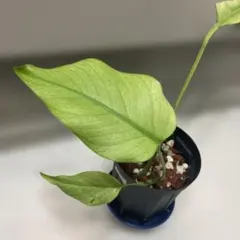 美麗❗️ モンステラ セブブルーミント