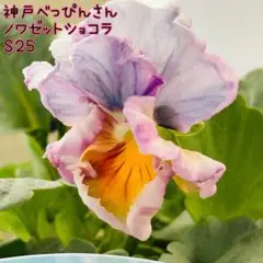 2025年最新】神戸べっぴんさんビオラの人気アイテム - メルカリ