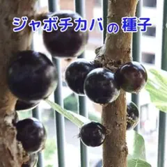 ジャボチカバの種＋おまけつき ② - メルカリ