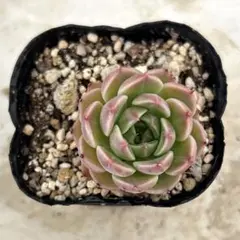 多肉植物 年に1度の大セール5苗セット￥1000 ブルースピード - メルカリ