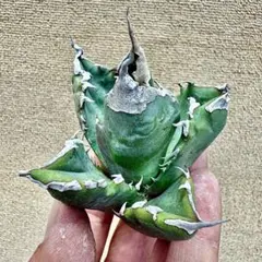 2026年最新】ホワイトファイヤー アガベの人気アイテム - メルカリ