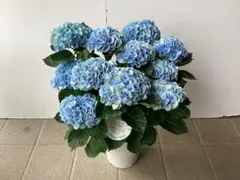 プレミアムハイドランジア ママン 来季用 種苗登録準備中のNewな紫陽花