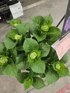 ☆新品種☆ハイドランジア☆アジサイ☆コンフェッティギュパール☆7号