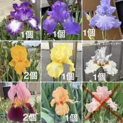 ⑧ 「ジャーマンアイリス 8種10株セット 色々な花色を楽しめます」中.小混合のサムネイル