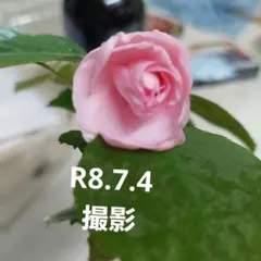 バラ咲き　インパチェンス　開花蕾付き 2本植え　ポット発送のサムネイル
