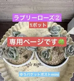 多肉弁当　普及種セット③ 71T228mvAFL._AC_UF1000,